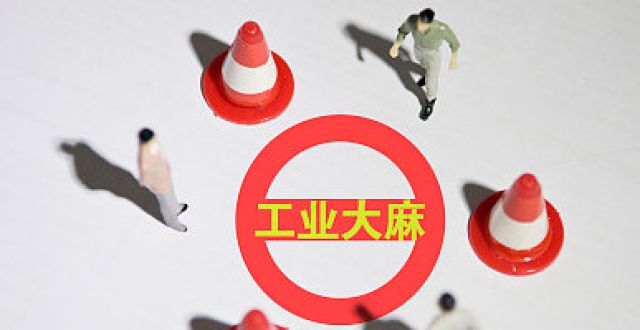 熱潮涌動(dòng) A股公司工業(yè)大麻收成如何？